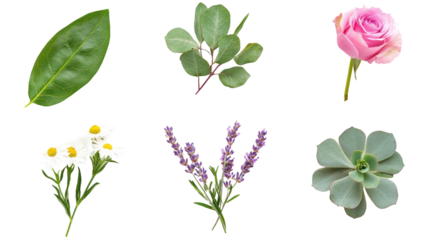A vibrant arrangement of assorted flowers and greenery, showcasing delicate petals and lush leaves on a transparent background