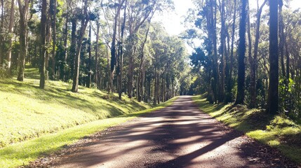 Fototapeta premium Sunlit Path Through Lush Green Forest Trees