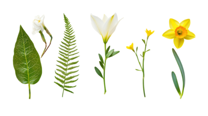 A vibrant arrangement of various flowers and leaves showcasing their unique shapes and colors against a transparent background