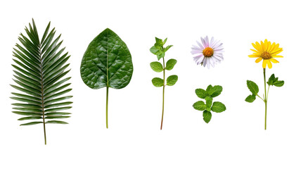 A vibrant collection of assorted leaves and flowers displayed on a white background, showcasing nature's diversity and beauty