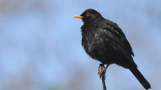 A common male blackbird (Turdus merula) sits on a metal stick with a blue sky background and cleans its feathers on a sunny spring day.
