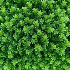 Obraz premium Lush green foliage, close-up, garden texture, background blurred, design element