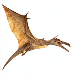 Fototapeta premium A Pteranodon Dinosaur isolated on a white background