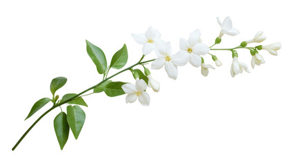 Obraz premium branch featuring white flowers and green leaves symbolizing beauty and nature ideal for floral arrangements decoration or botanical studies