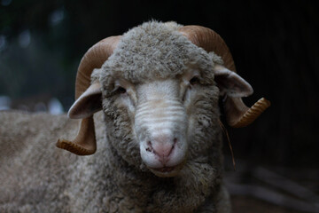 sheep with horns