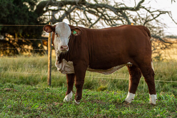 cow and calf