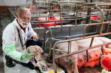 Veterinarian farrowing pig in modern barn