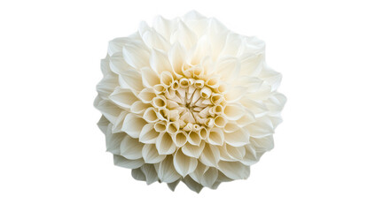 a close-up view of white flower showcasing its intricate petal arrangement and soft texture. flower's natural beauty ideal for design or nature-related projects