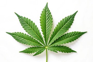 Cannabis (oder Hanf oder Marihuana) frisches gr&uuml;nes Blatt, isoliert auf wei&szlig;em Hintergrund,cannabis leaf isolated on white,A high-resolution image of a single vibrant green cannabis leaf.