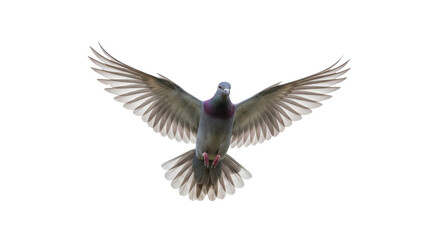 Obraz premium A bird soars gracefully with its wings fully extended, displaying vibrant plumage and an expressive stance. Isolated on transparent background. PNG