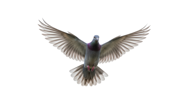 A bird soars gracefully with its wings fully extended, displaying vibrant plumage and an expressive stance.  Isolated on transparent background. PNG