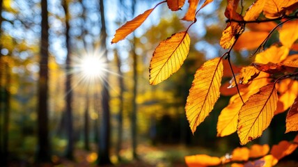Obraz premium Sunlight shining through vibrant autumn leaves in forest