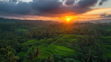 Sunrise Over Lush Green Rice Terraces And Palm Trees
