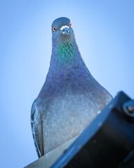Close-up looking up at Rock Pigeon from below