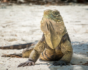 Close-up of Cuban Ground Iguana  