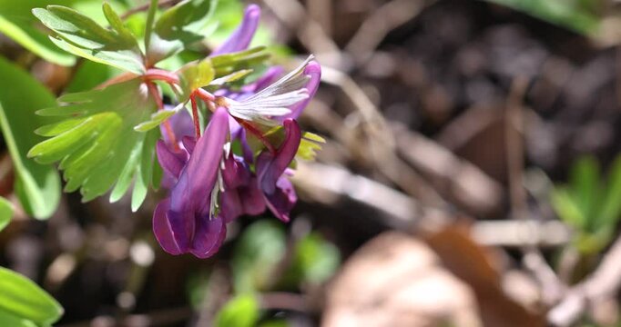 Purple corydalis solida flowers gently swaying in the breeze