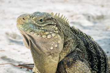 Close-up of Cuban Ground Iguana head 