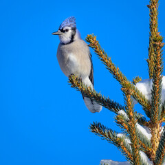 Blue Jay perched at top of snow covered tree