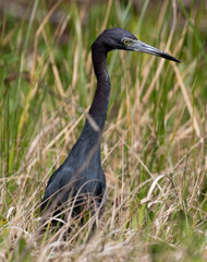 Little Blue Heron, Gatun Lake, Panama