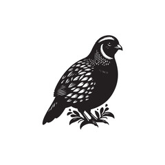 Black Color Quail Silhouette Vector Illustration, Solid White Background
