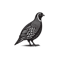 Black Color Quail Silhouette Vector Illustration, Solid White Background