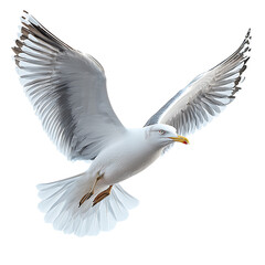 A majestic seagull soars wings fully extended against a pristine white background showcasing its elegant plumage.