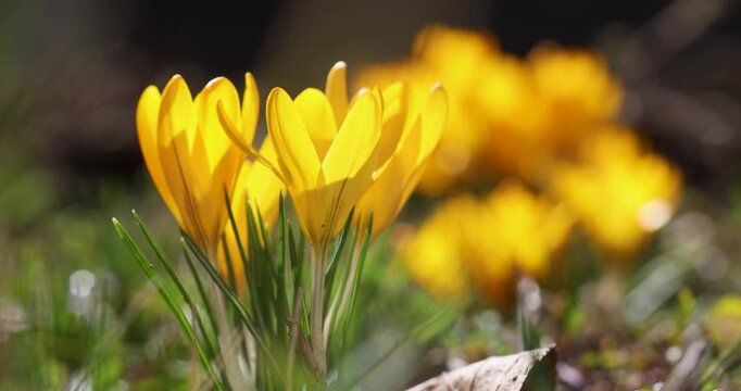 Yellow crocuses blooming in spring meadow