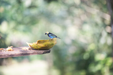 A tropical bird in Costa Rica with a blurred background.