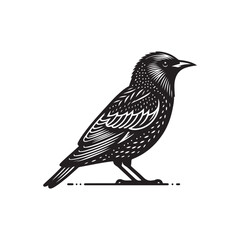 Black Color Starling Silhouette Vector Illustration, Solid White Background