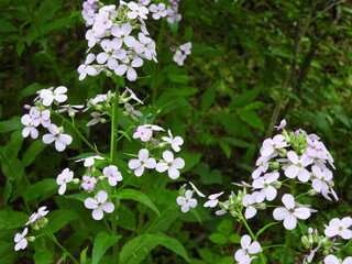 Dames rocket, hesperis matronalis, bloomed within the Seneca Rocks National Recreation Area,...