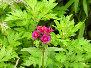 Sweet William wildflowers, dianthus barbatus, bloomed within the Seneca Rocks National Recreation...