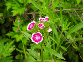 Sweet William wildflowers, dianthus barbatus, bloomed within the Seneca Rocks National Recreation...