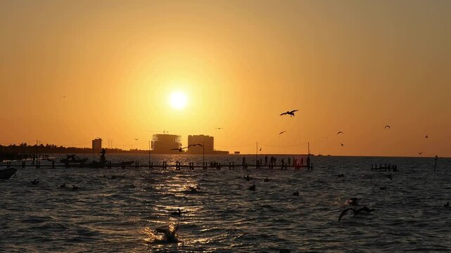 sunset view of progreso beach with pelicans diving into the water and new construction buildings in the background (scenic dusk night birds swimming boats in ocean gulf of mexico) travel tourism bird