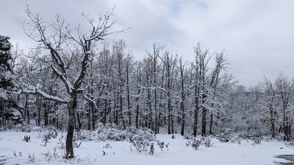 trees in the snow