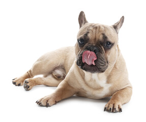 Fototapeta premium Adorable French bulldog dog lying on white background