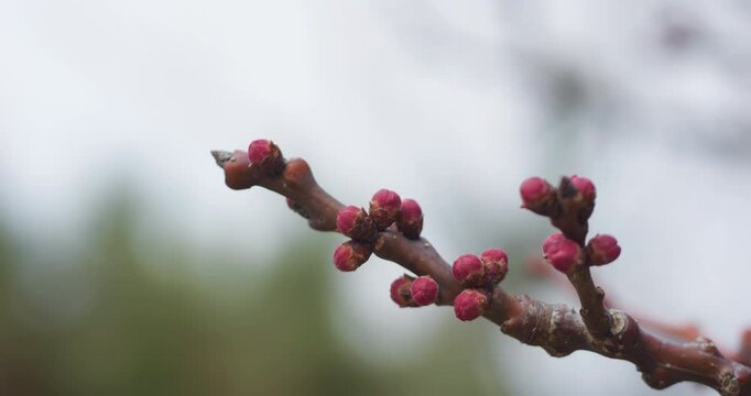 In spring, apricot blossoms are poised to bloom.