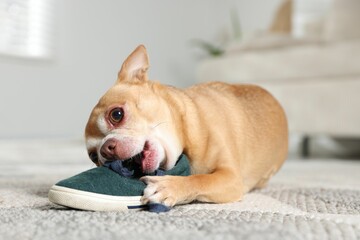 Cute chihuahua dog chewing shoe on floor indoors, closeup