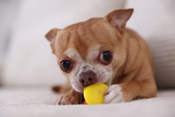 Cute chihuahua dog chewing toy on sofa, closeup