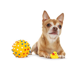 Cute chihuahua dog chewing toys on white background