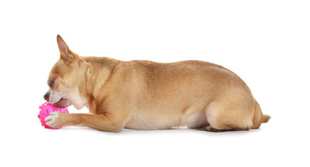 Cute chihuahua dog chewing toy on white background