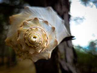Seashell on a wooden background
