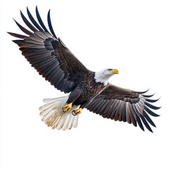 Fototapeta premium bald eagle in flight isolated on a white background