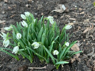 The first shoots of flowering snowdrops in a flower bed on the ground against the background of...