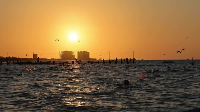 sunset view of progreso beach with pelicans diving into the water and new construction buildings in the background (scenic dusk night birds swimming boats in ocean gulf of mexico) travel tourism bird