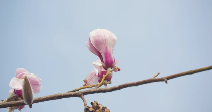 In spring, magnolia flowers are in full bloom.