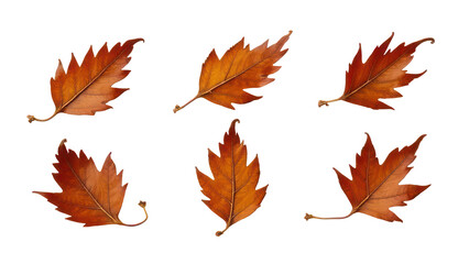Fototapeta premium set of autumn leaves