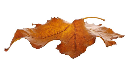 Fototapeta premium crisp maple leaf