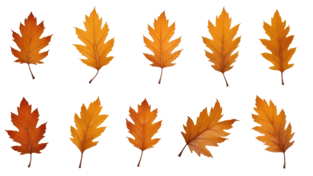 collection of autumn leaves isolated white / transparent background 