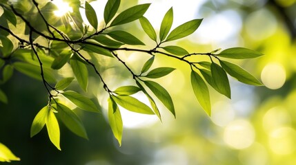 Obraz premium Sunlit Green Leaves On Branch In Springtime