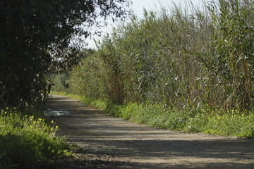 DESEMBOCADURA DEL RIO GUADALHORCE. MALAGA. ESPAÑA. 
